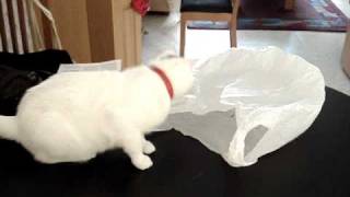 Why cats shouldnt be curious about plastic bags [upl. by Hailey236]