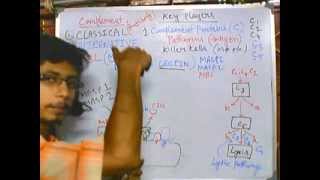 Complement system part 5 MBL pathway [upl. by Negiam]