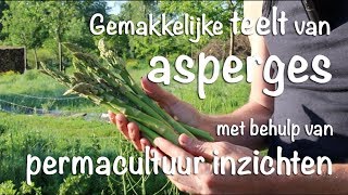 Gemakkelijke teelt van asperges met behulp van permacultuur inzichten [upl. by Atteloiv]