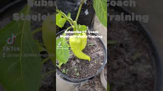 Banana Pepper 🍌 🌶️ Harvest SUBSCRIBE description box [upl. by Layman183]