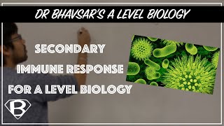 Secondary immune response for A level biology [upl. by Kcirdla762]