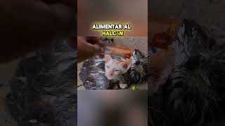 quotEl Héroe Que Salvó a un Gatito y a Dos Halcones en Plena Tormentaquot youtubeshorts [upl. by Conley276]