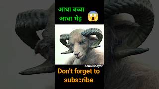 Lamb full movie explained in hindi shorts movie [upl. by Wit]