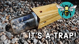 🐝 Carpenter Bee Trap Tutorial  DIY [upl. by Ahouh116]