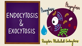 Endocytosis  Exocytosis  Vesicular Transport  Bulk Transport  Membrane Transport  Cell [upl. by Alohs870]