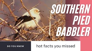 southern pied babbler facts [upl. by Mikey]