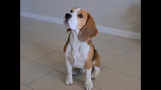 Bunny Beagle  Tim the Beagle [upl. by Willa]