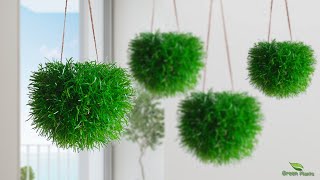 How to Grow Grass Like a Hanging Ball Without Maintenance  Hanging Plants IdeasGREEN PLANTS [upl. by Malorie942]