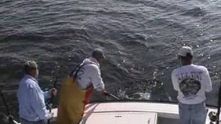 VideoStriped Bass Fishing Out Of Reedville VA [upl. by Lanie]