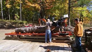 MASSIVE LOG on the Woodmizer LX 50 Super [upl. by Erual]