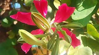 Bauhinia purpurea plant and its flowers [upl. by Yeldoow]