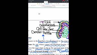 Oral Histology Lec3 Dentinogenesis Part 1  Department of Dentistry  2nd Stage [upl. by Fraser]