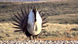 Greater SageGrouse [upl. by Capwell]