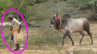 தாத்தாவின் வளர்ப்பு 🥰❤🥰jallikattujallikattu videoPudukkottai jallikattuthanjavur jallikattu [upl. by Isewk]