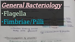 General Bacteriology  Flagella with Diagram  Fimbriae or Pilli  SAQ amp Short note [upl. by Edrei]