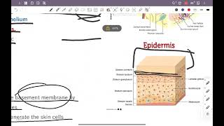 introduction to dermatology  History taking amp physical exam [upl. by Zsa Zsa470]