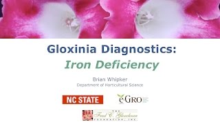 Gloxinia Iron Deficiency [upl. by Allista]