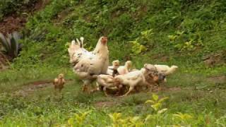 Gallinas cluecas con polluelos  La Finca de Hoy [upl. by Siron319]