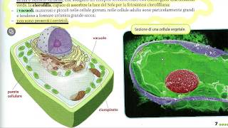 LA CELLULA 1 Lorganizzazione Cellulare [upl. by Llerrit]