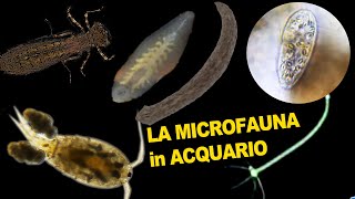 La MICROFAUNA in Acquario Dolce Conosciamola Meglio [upl. by Namijneb]