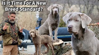 Labrador Retriever  Is It Time For A New Breed Standard [upl. by Boorer]