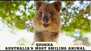 Quokka Australias Most Smiling Animal [upl. by Hanna128]