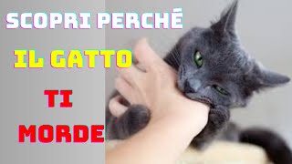 SCOPRI PERCHE IL TUO GATTO TI MORDE La soluzione [upl. by Anekam]