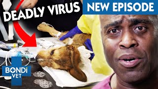 Deadly Virus Causes Puppy 2 Cardiac Arrests 💔  Coast to Coast S6 E6  Bondi Vet Full Episodes [upl. by Fitzsimmons]