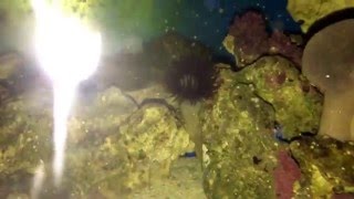 Vídeo nocturno Microfauna Amphipodos isopodos y stomatellas [upl. by Boleslaw]