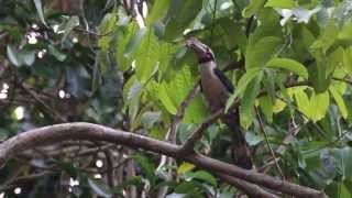 Luzon Tarictic Hornbill [upl. by Anileba]