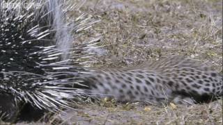 HD Leopard Vs Porcupine  Natures Great Events The Great Flood  BBC One [upl. by Oibaf]