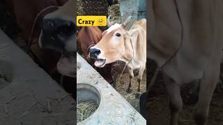 Cow sound  guru dikhao guru  bolo guru  gaan  trending songs shorts cow [upl. by Souza803]