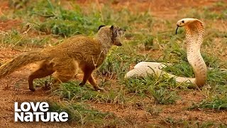 Cobra VS Mongoose  Love Nature [upl. by Goodden]