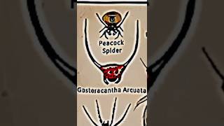 TYPES OF SPIDERSGOSTERACANTHA ARCUATAPART 7spider spider LIKEMYTHtseriesMrBeast [upl. by Macy]