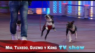 3 Boston Terrier featured in TV show [upl. by Rory]