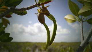 Life Cycle of the Red Mangrove [upl. by Einna]