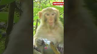 Angry Monkey amazing sound monkeys youtube shorts  Vital Wildlife 4k [upl. by Nivlen]