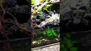 coming soon vivarium terarium aquascape aquarium nature paludarium viralshorts [upl. by Claudius309]