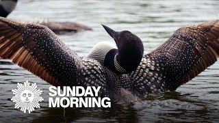 Nature Loons in Massachusetts [upl. by Blalock]