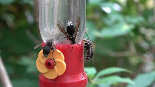 Short Storytime  I Have Pet Hornets That I Feed [upl. by Zoha710]