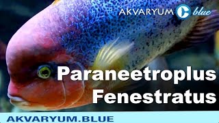 Paraneetroplus fenestratus [upl. by Ayanat]