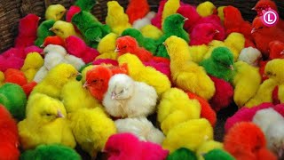 World Cute Chickens Colorful Chickens Rainbows Chickens [upl. by Odrawde491]