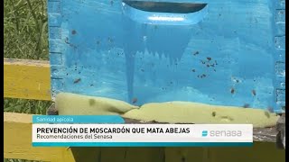 Prevención de moscardones mata abejas [upl. by Rochkind]