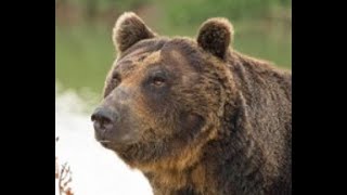 A Triple Grizzly Attack The Most Amazing Bear Attack Ever [upl. by Heater931]