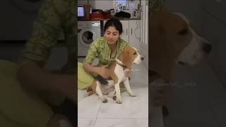 Saipallavi with her Puppy trending shortsfeed shortsvideo shorts shortvideo short subscribe [upl. by Prader963]