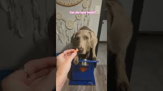 Can a megaesophagus dog have treats specialneedsdog megaesophagusdog dogshorts [upl. by Oniluap]