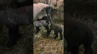 Newborn Suffolk Lambs in the Jug [upl. by Mishaan]