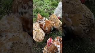 Cochin Bantam Mille Fleur flock [upl. by Romona74]