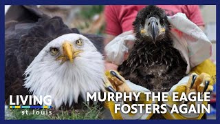 Murphy The Eagle Fosters Another Stranded Eaglet  Living St Louis [upl. by Darom345]