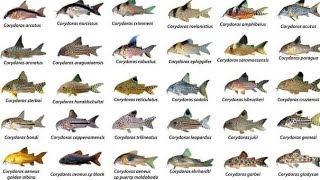 Corydoras ID Compilations part1 Awesome Cory Catfish For Aquarium Corydoras Collection Rare Cory [upl. by Attennot689]